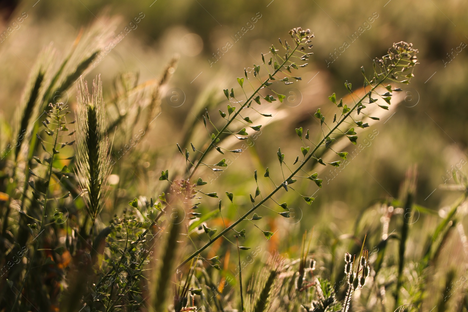 Photo of Beautiful wild flowers growing in spring meadow