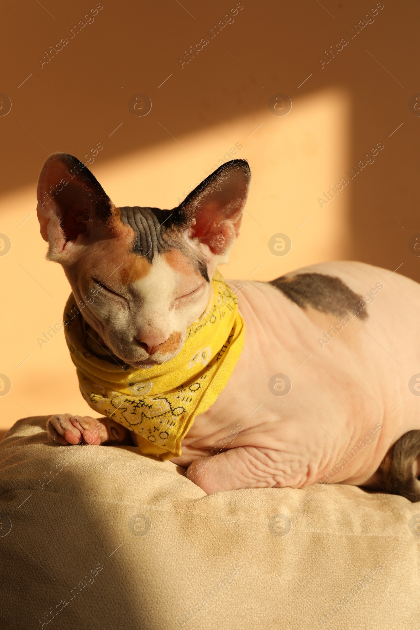 Photo of Cute Sphynx cat with bandana on pillow near beige wall indoors