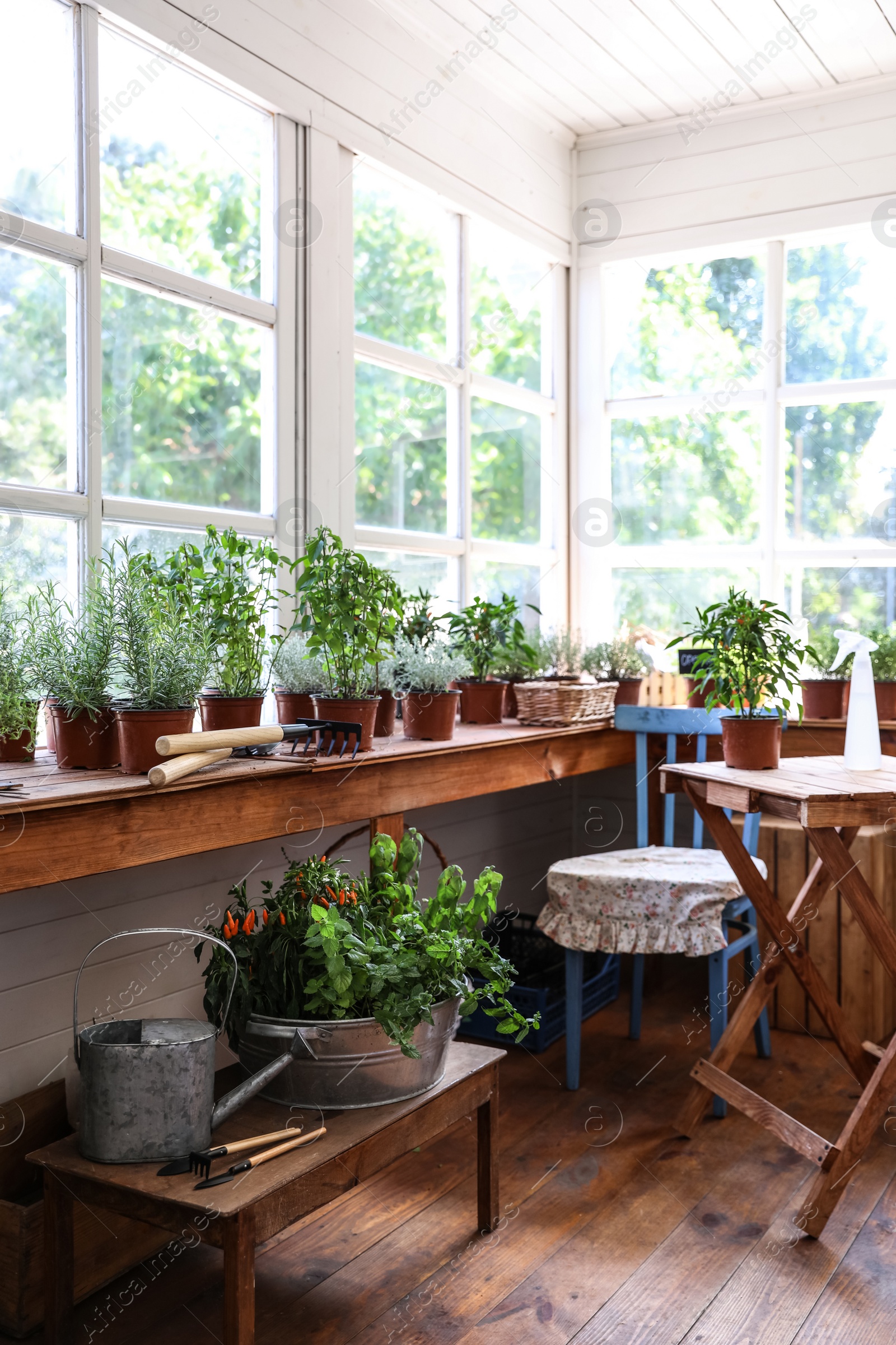 Photo of Different potted home plants and gardening tools in shop