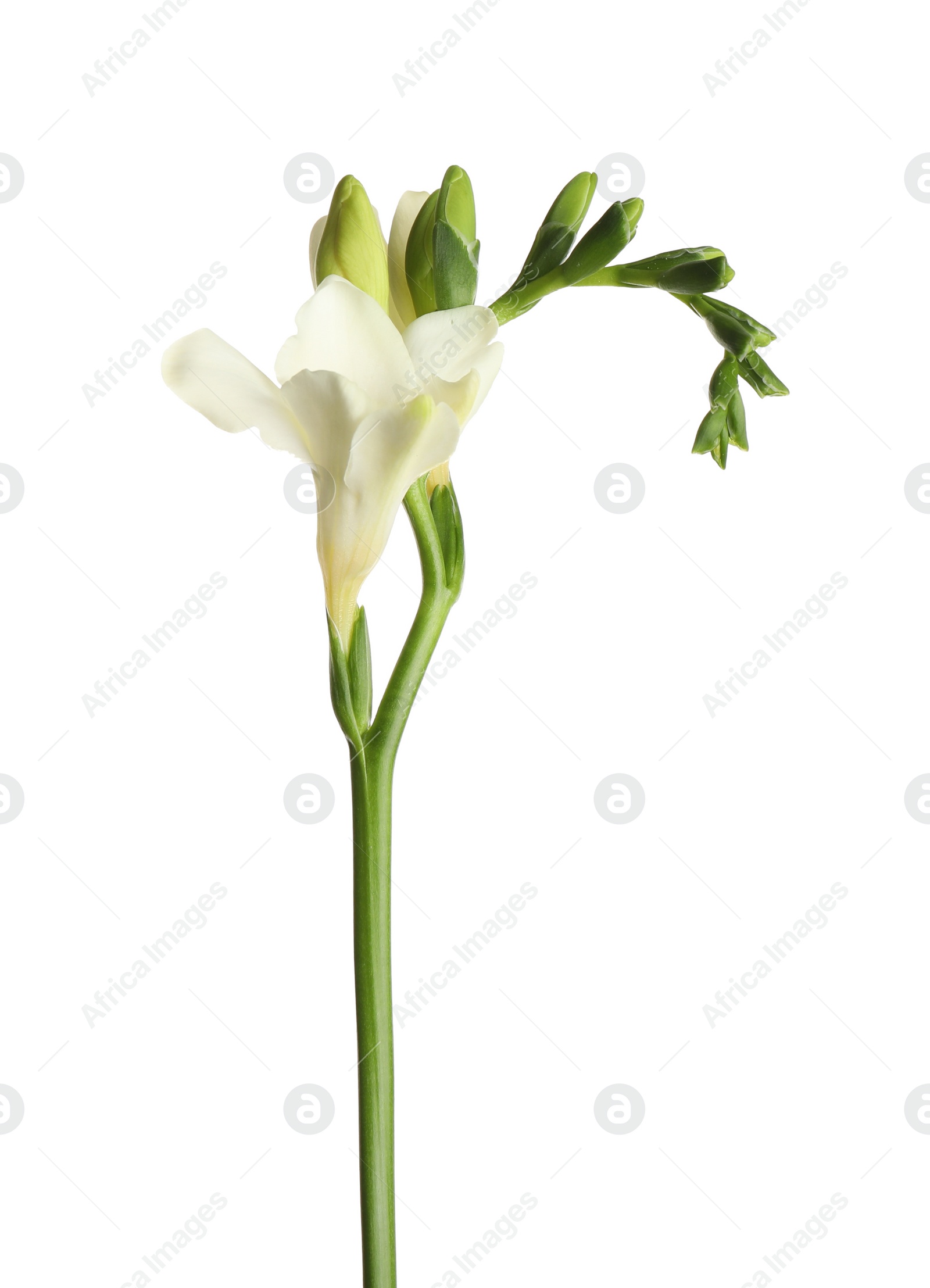 Photo of Beautiful blooming freesia flower isolated on white