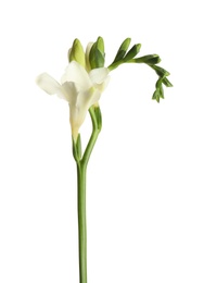 Beautiful blooming freesia flower isolated on white