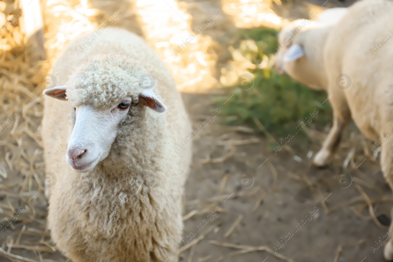 Photo of Cute funny sheep on farm. Animal husbandry