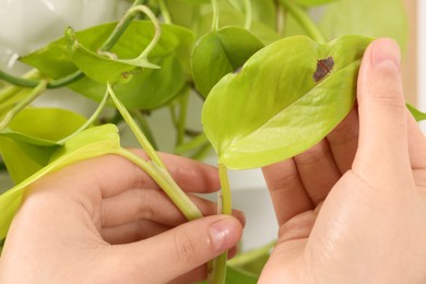 Photo of Woman touching houseplant with damaged leaf, closeup