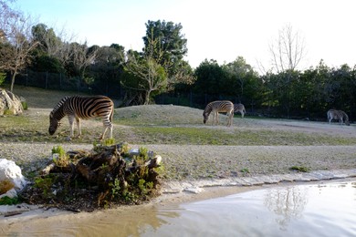 Beautiful zebras grazing in conservation area outdoors
