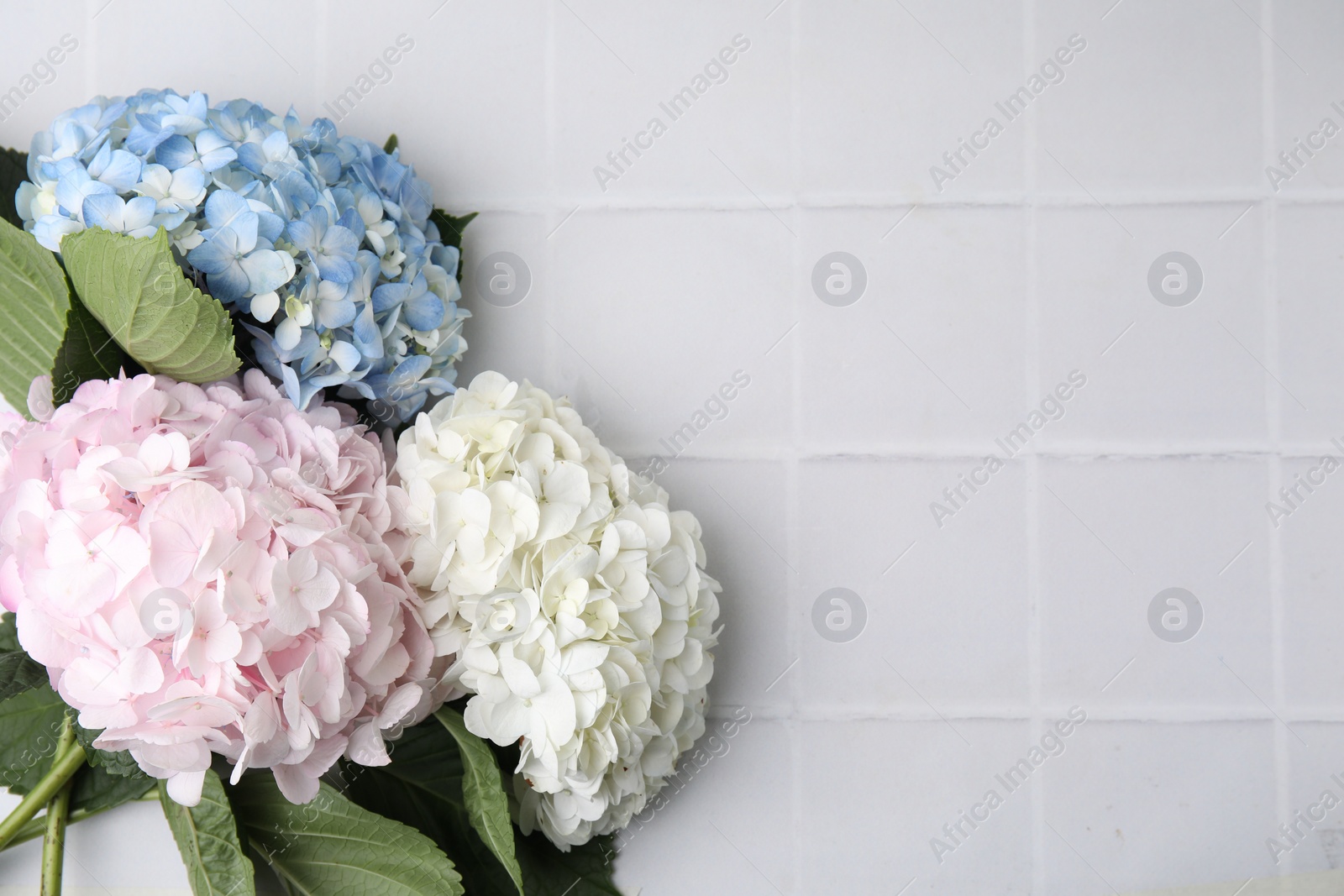 Photo of Beautiful hydrangea flowers on white tiled background, top view. Space for text