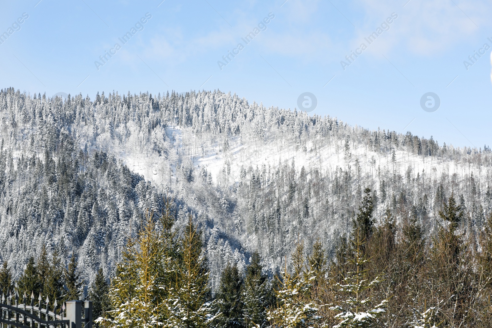 Photo of Beautiful view of conifer forest on snowy winter day