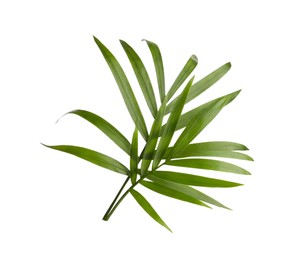 Photo of Beautiful green coconut leaves on white background