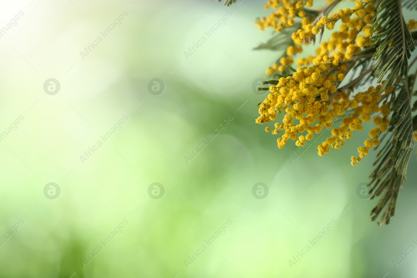 Photo of Beautiful bright mimosa flowers on blurred background, closeup. Space for text