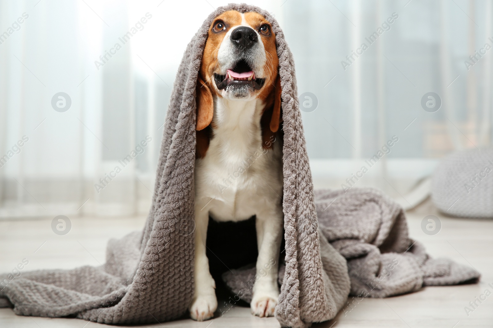 Photo of Funny beagle dog with blanket on floor indoors