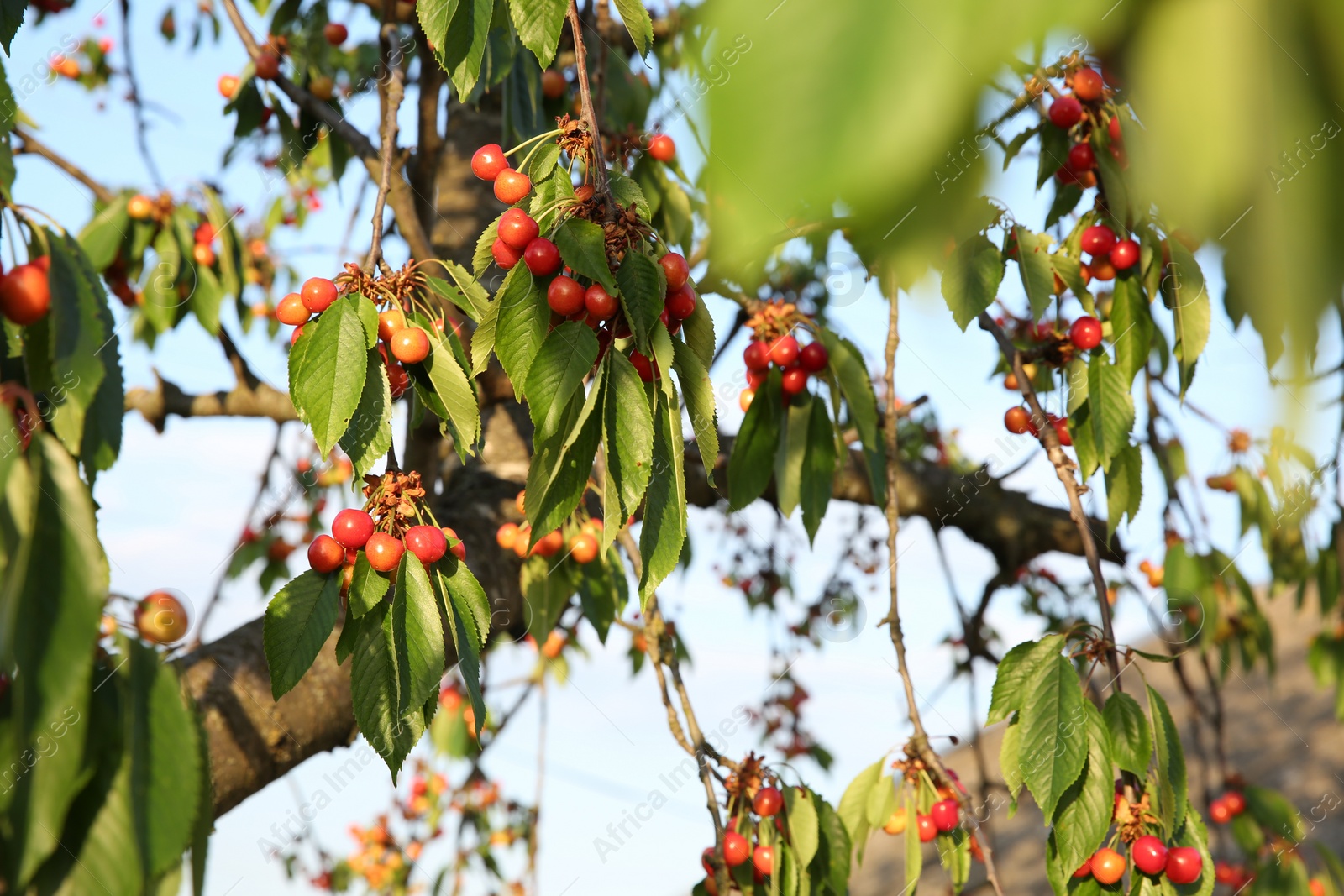 Photo of Cherry tree with green leaves and unripe berries growing outdoors