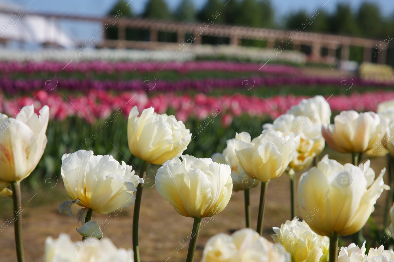 Photo of Beautiful colorful tulip flowers growing in field on sunny day, closeup