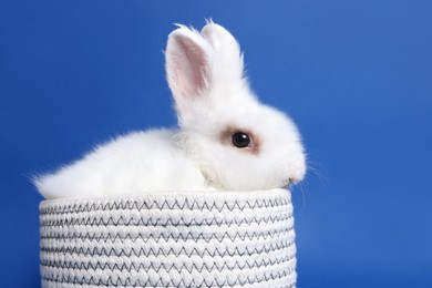 Photo of Fluffy white rabbit in knitted basket on blue background. Cute pet