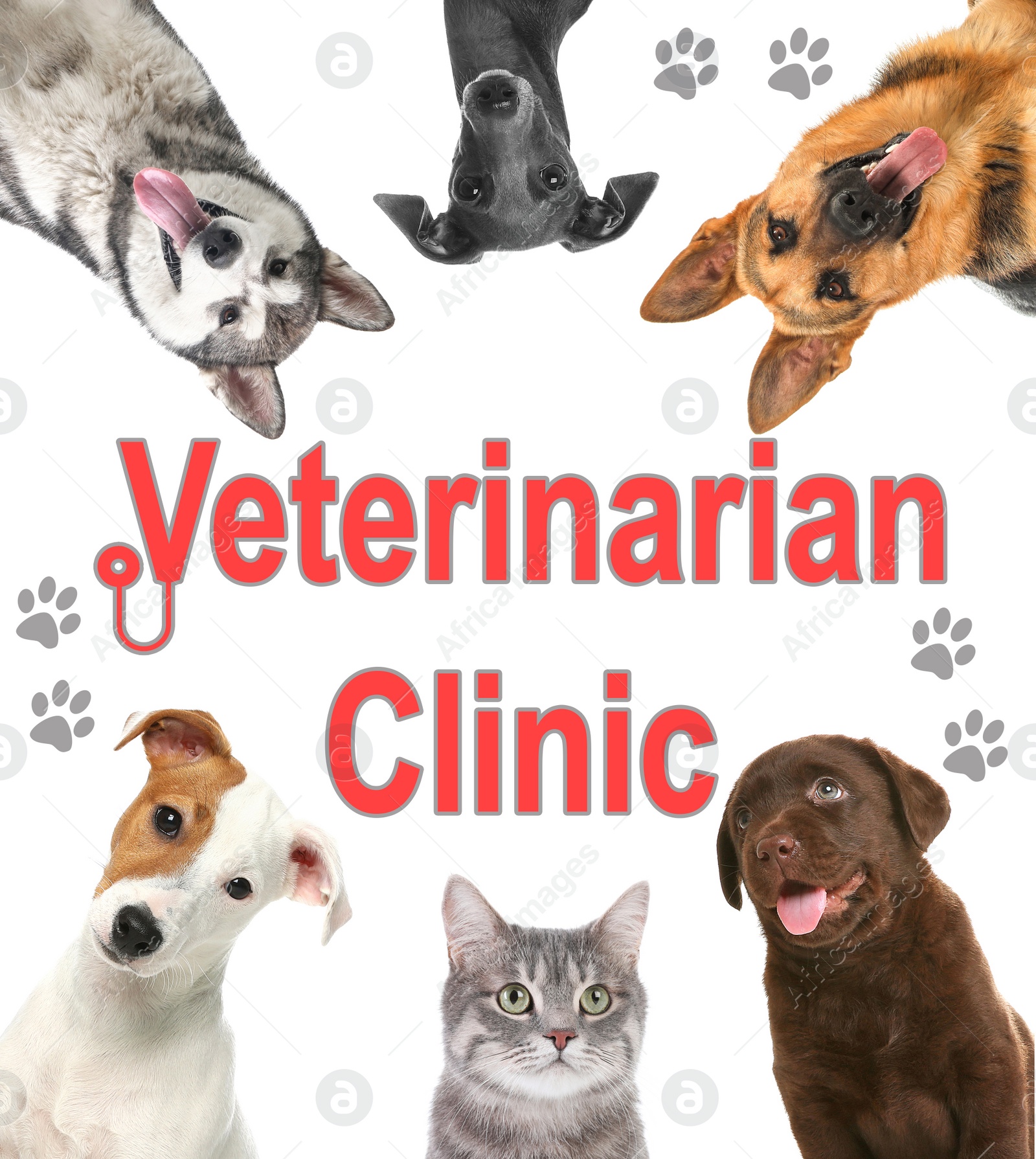 Image of Collage with different cute pets and text Veterinarian Clinic on white background