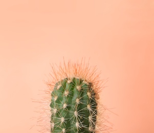 Beautiful cactus on color background