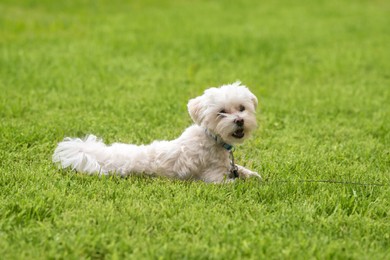 Photo of Cute little Maltese dog lying on green grass outdoors