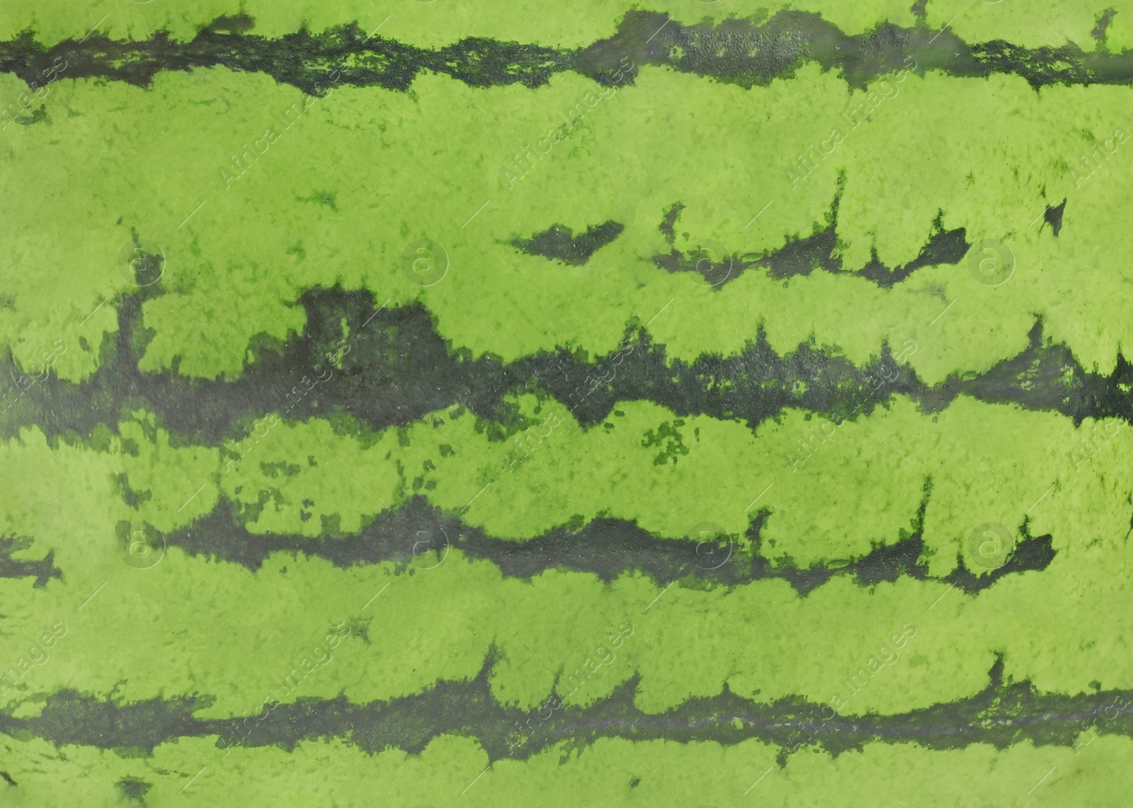 Image of Green striped rind of watermelon as background, closeup