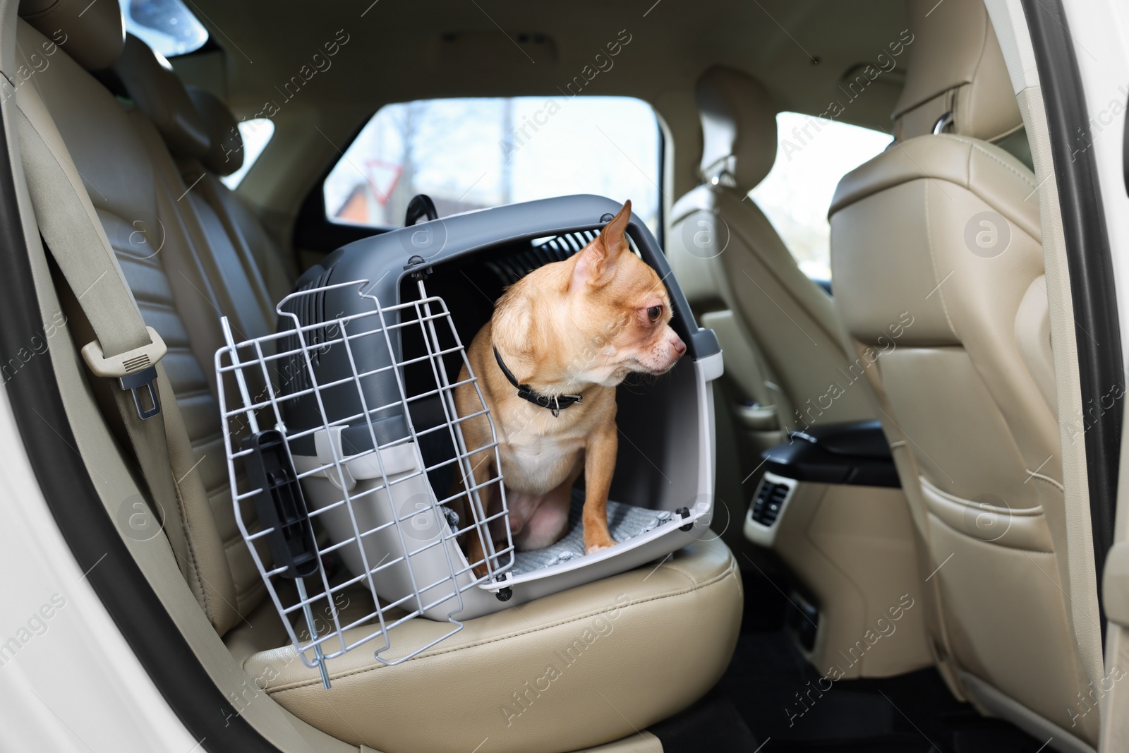 Photo of Small Chihuahua in pet carrier inside car