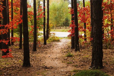 Photo of Trail and beautiful trees in forest. Autumn season