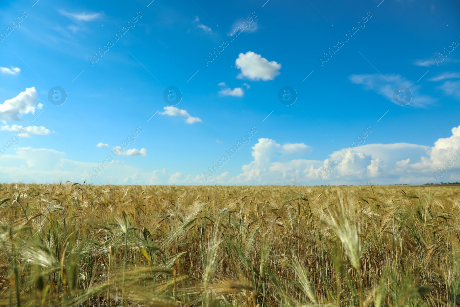 Photo of Wheat grain field on sunny day. Agriculture industry