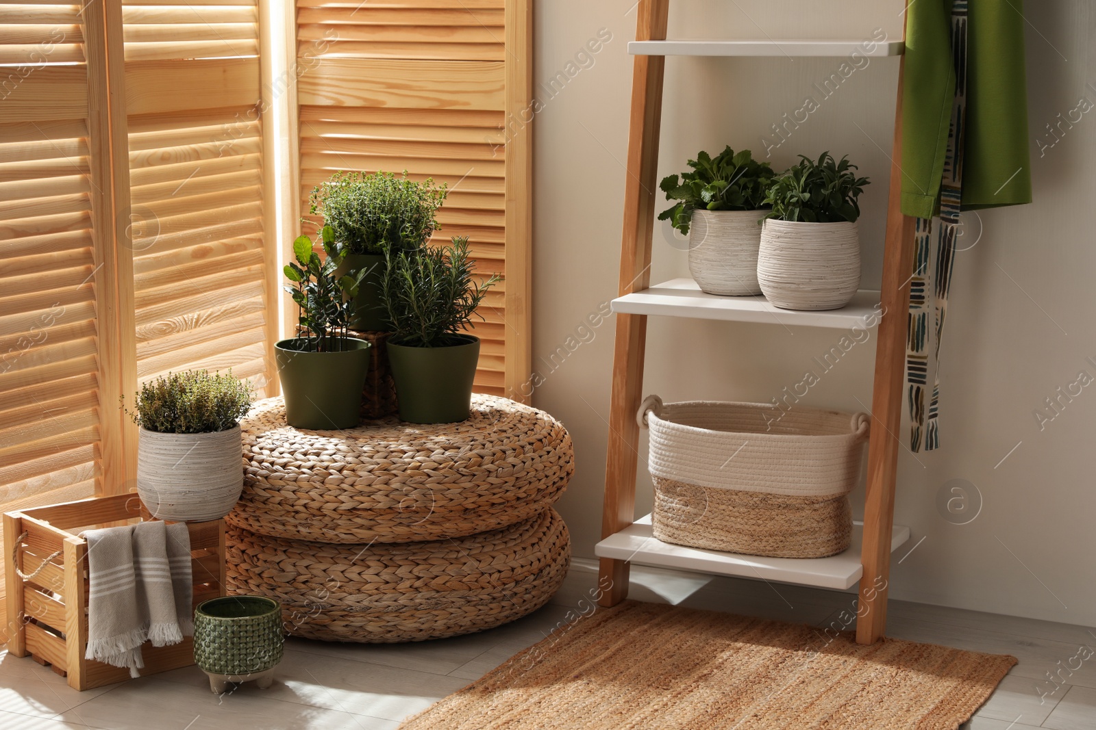 Photo of Different potted herbs in room. Interior design