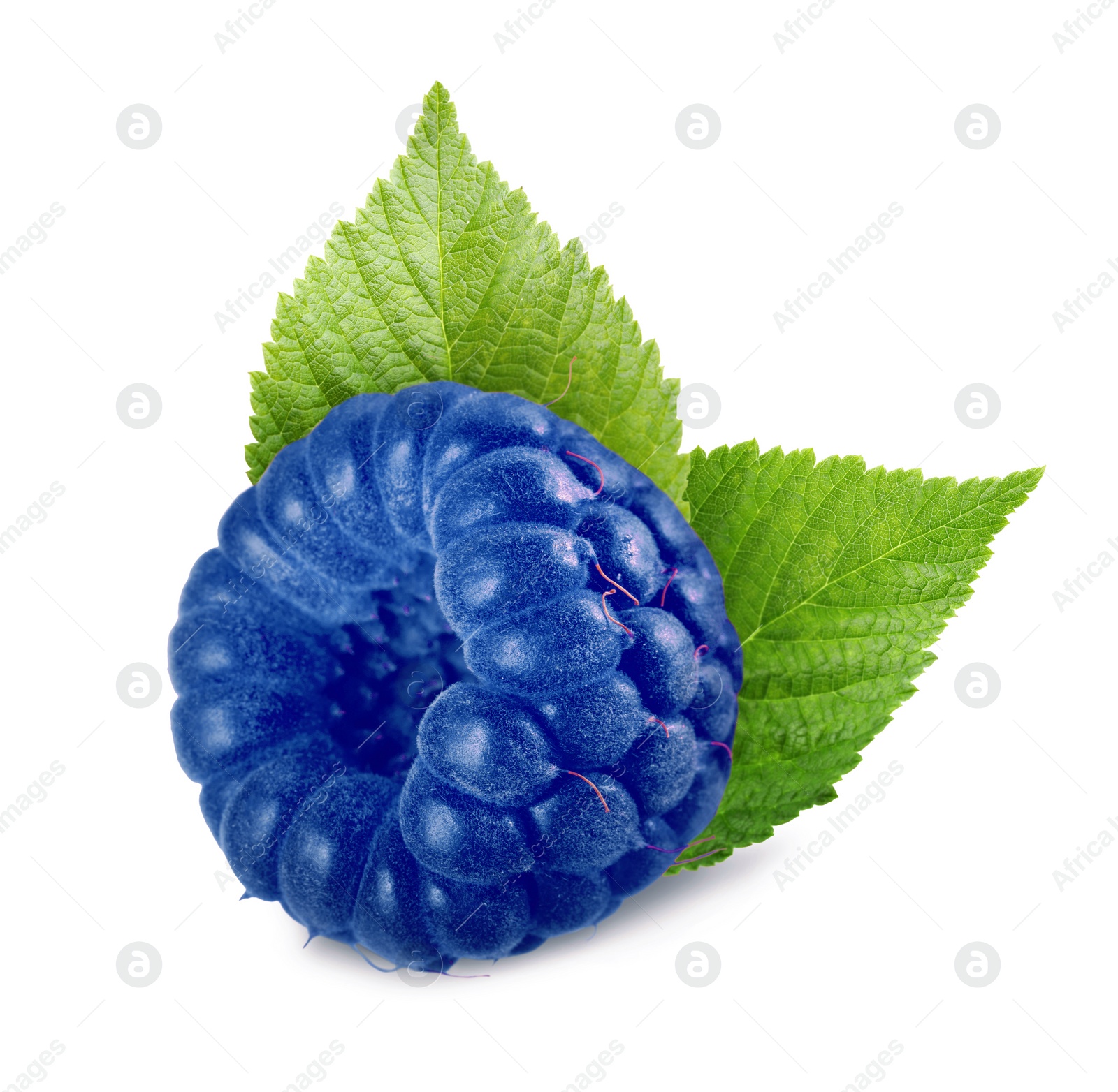 Image of Fresh blue raspberry and green leaves isolated on white