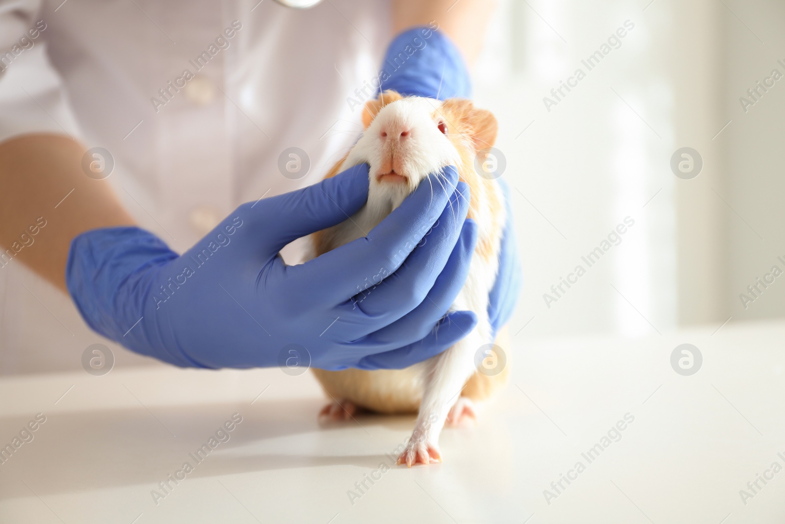 Photo of Female veterinarian examining guinea pig in clinic, closeup