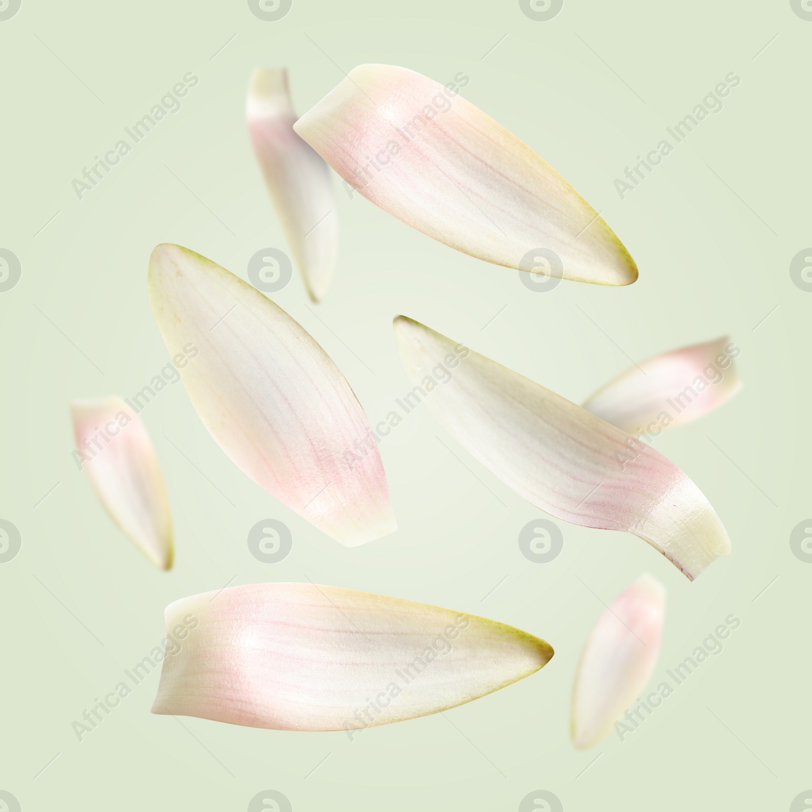 Image of White lotus flower petals falling on light green background