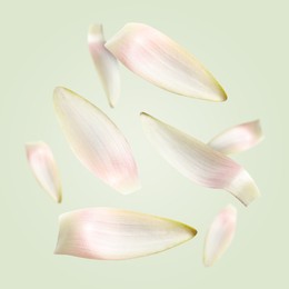 Image of White lotus flower petals falling on light green background