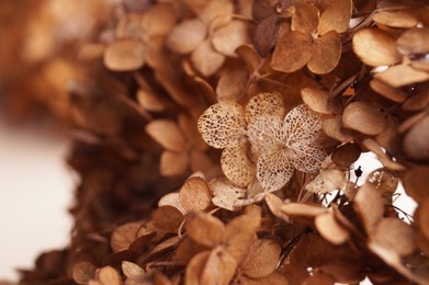 Photo of Beautiful dried hortensia flowers, closeup. Space for text