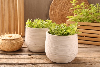 Aromatic oregano growing in pots on wooden table