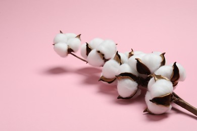 Photo of Branch with cotton flowers on pink background, space for text