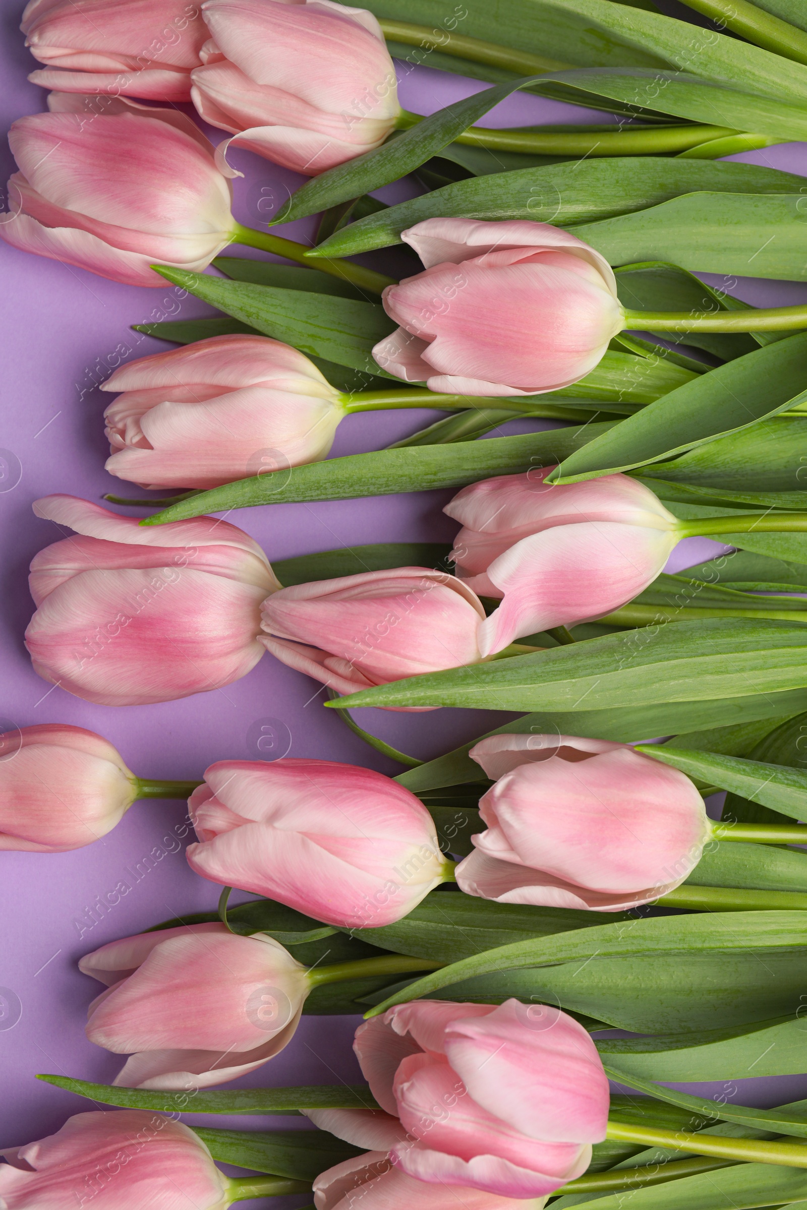 Photo of Beautiful pink spring tulips on lilac background, flat lay
