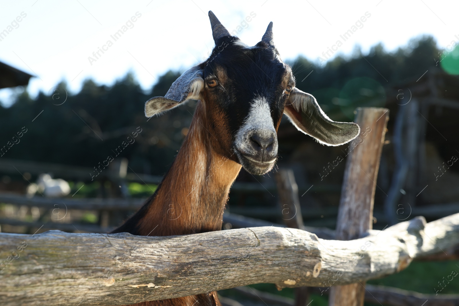 Photo of Cute goat inside of paddock at farm