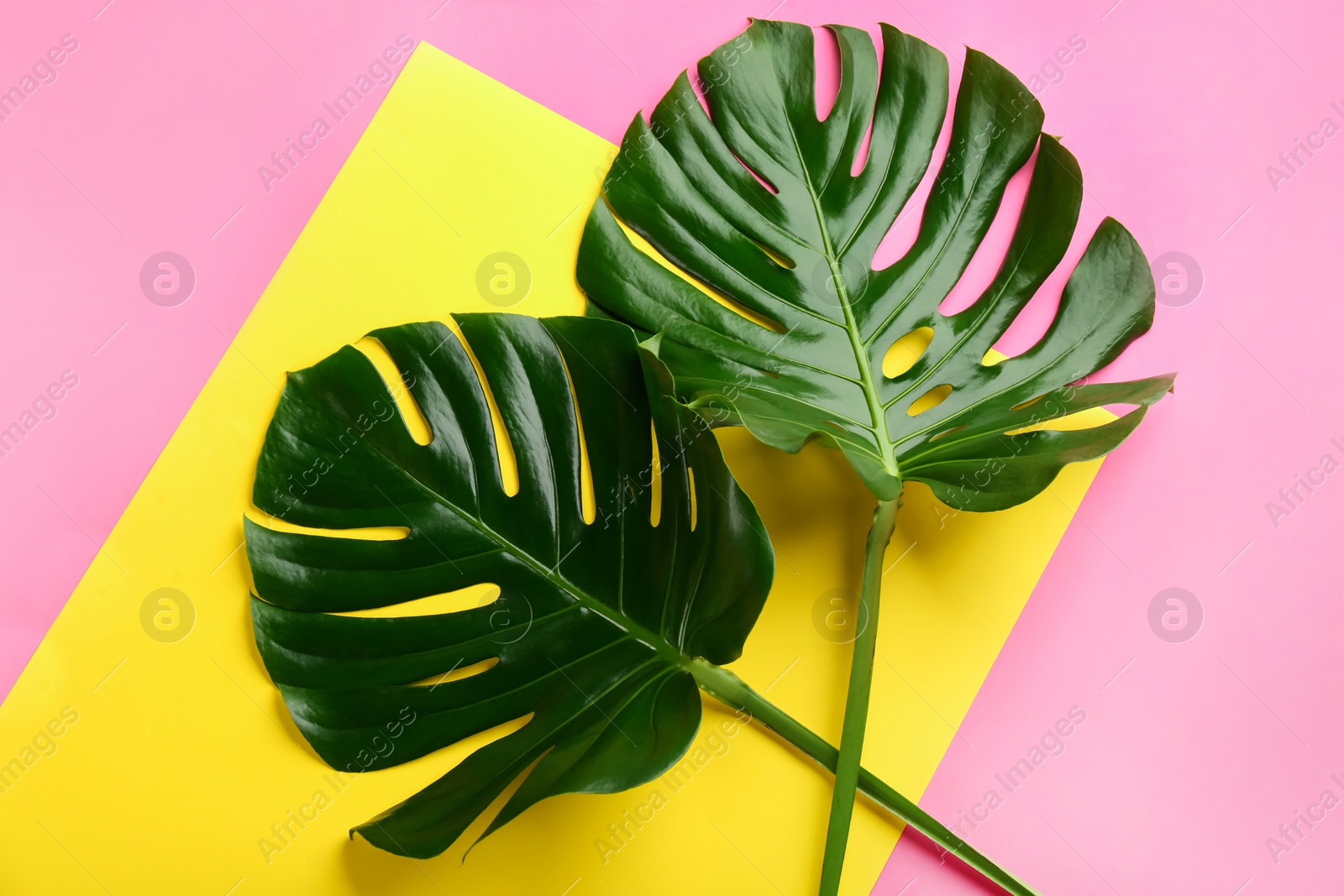 Photo of Beautiful monstera leaves on color background, flat lay. Tropical plant