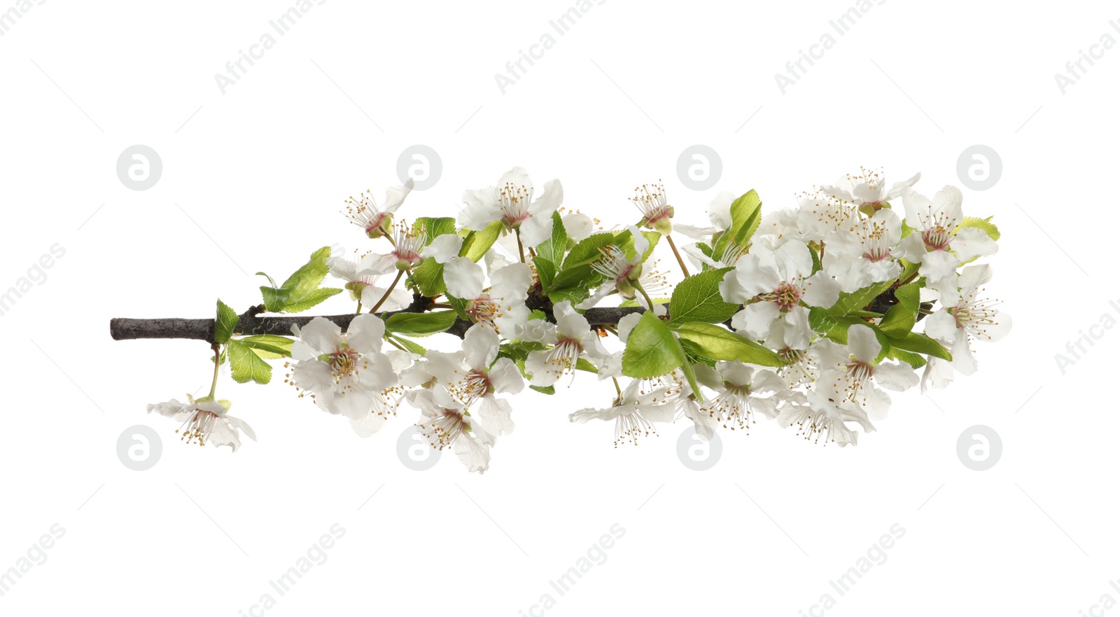 Photo of Cherry tree branch with beautiful blossoms isolated on white