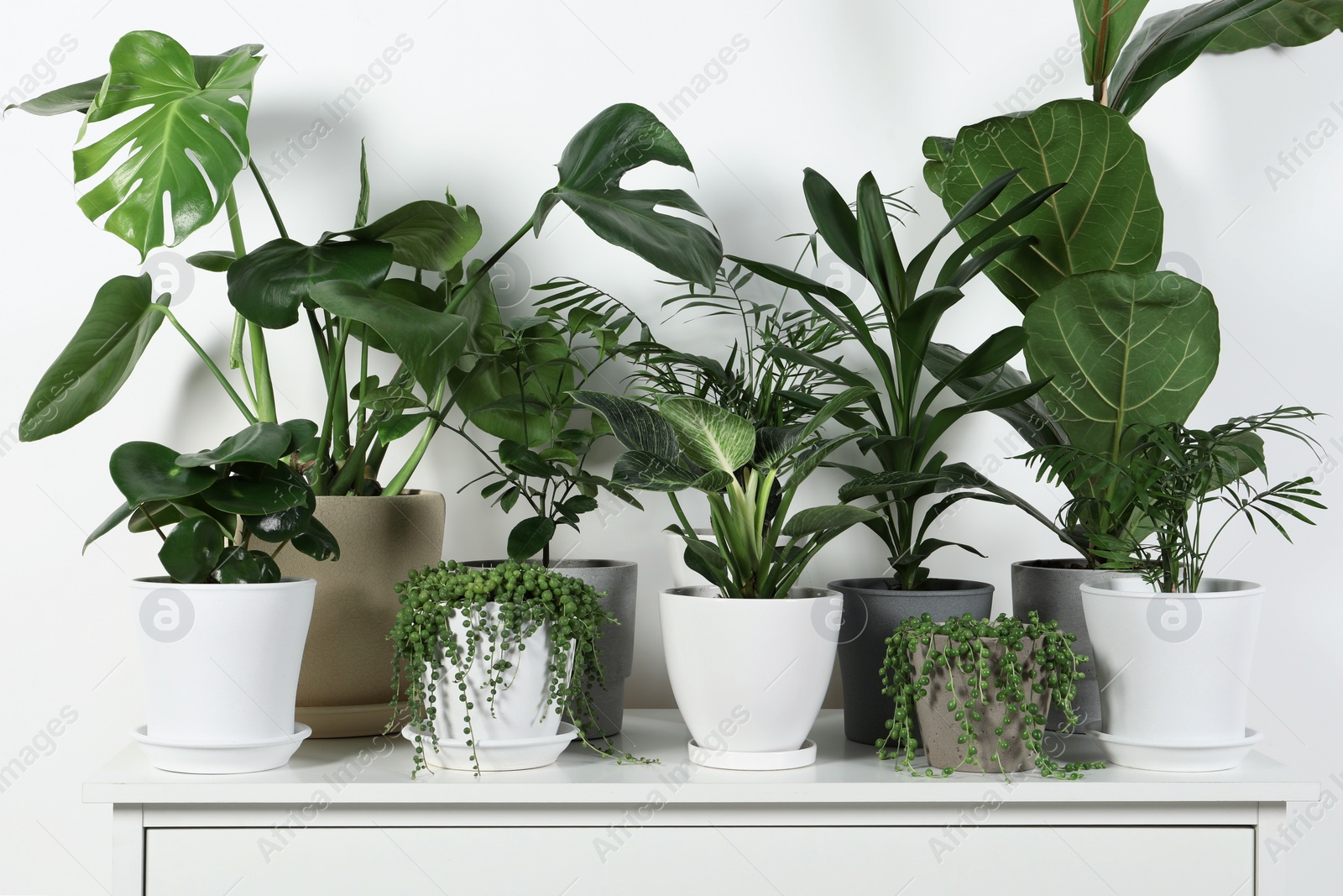 Photo of Many beautiful green potted houseplants on white chest of drawers indoors