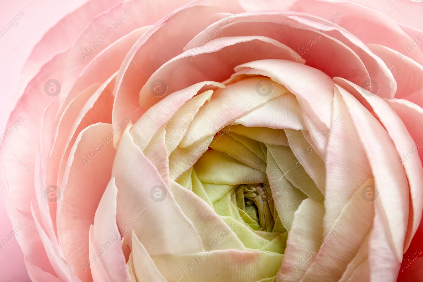 Photo of Beautiful ranunculus flower, closeup