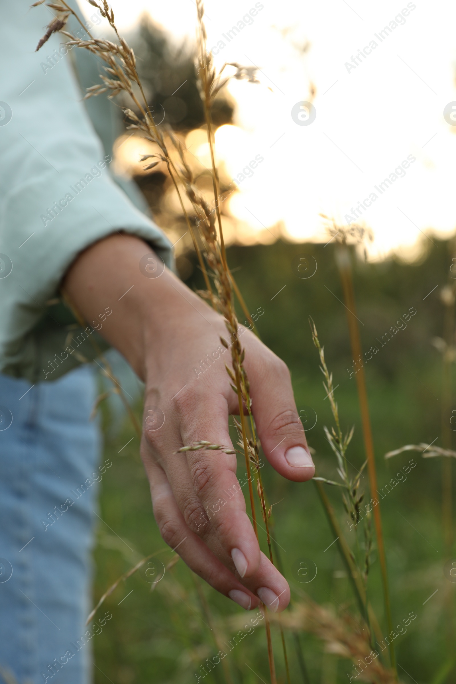 Photo of Woman walking through meadow and touching reed grass outdoors, closeup