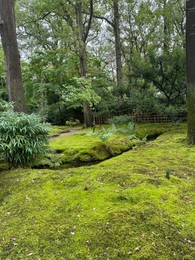 Photo of Bright moss and other plants in park