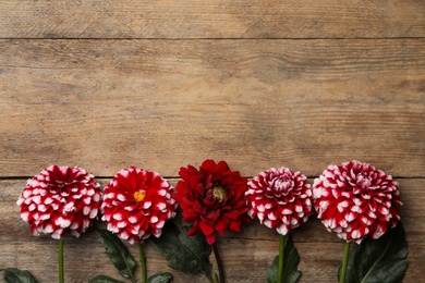 Photo of Beautiful dahlia flowers on wooden background, flat lay. Space for text