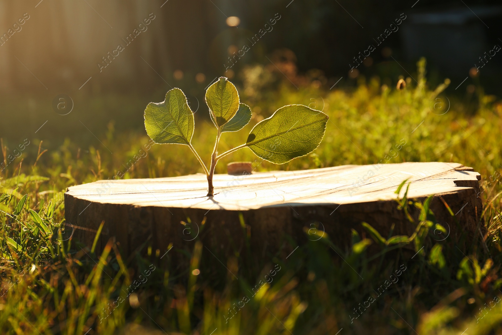 Photo of Green seedling growing out of stump outdoors on sunny day. New life concept