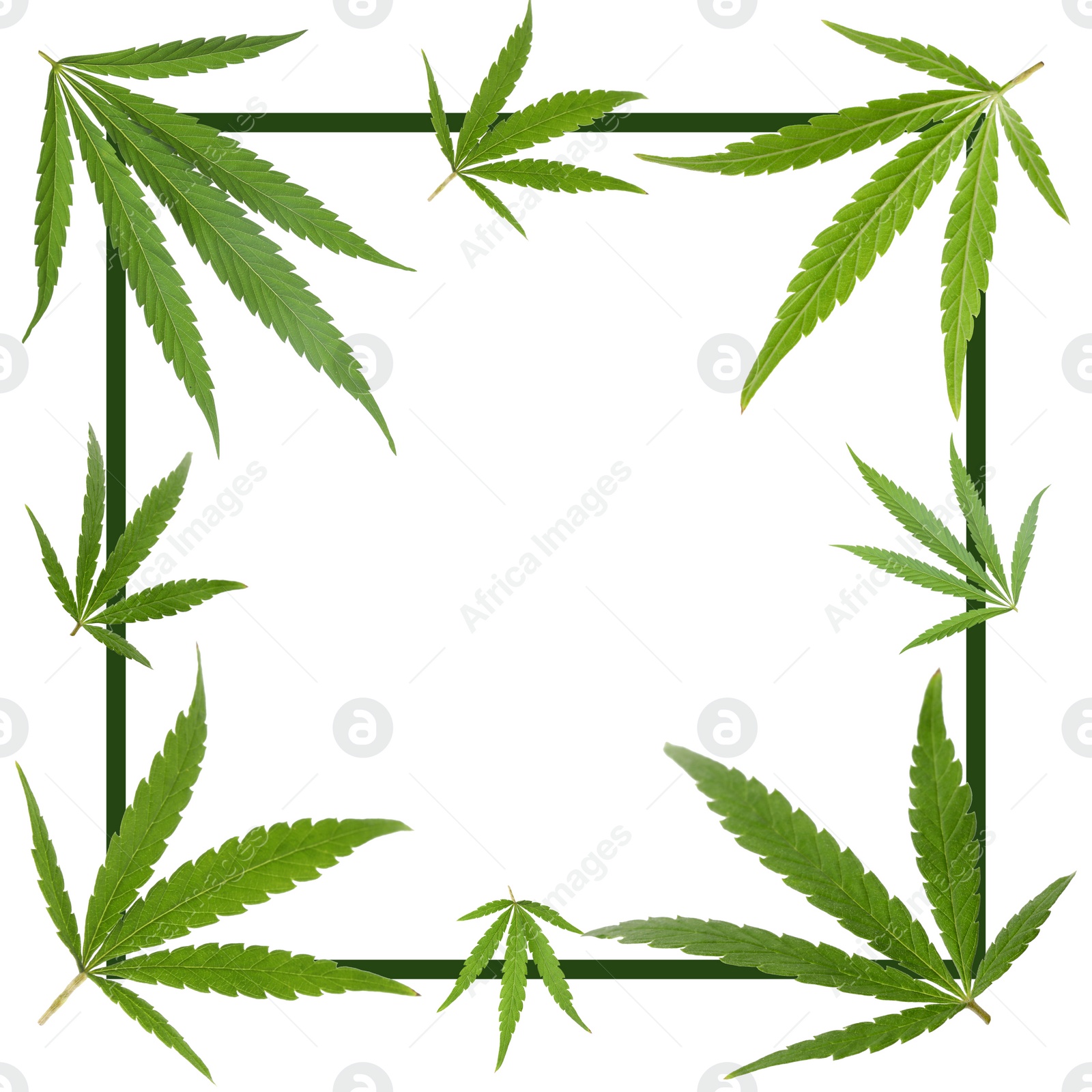 Image of Frame and hemp leaves on white background