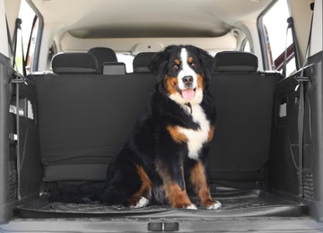 Photo of Bernese mountain dog in car trunk, space for text