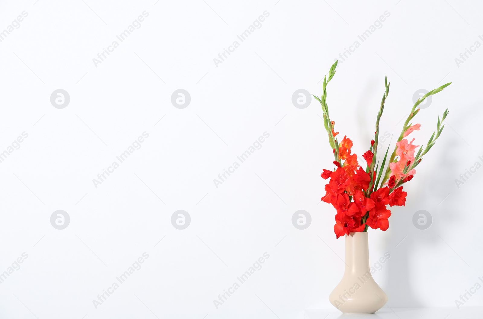 Photo of Vase with beautiful gladiolus flowers on white background