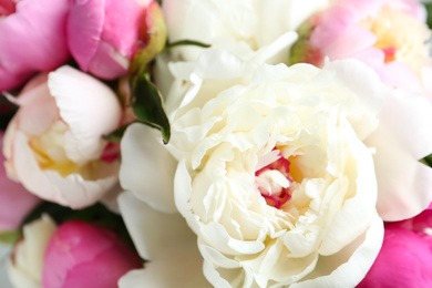 Photo of Closeup view of beautiful fragrant peony flowers