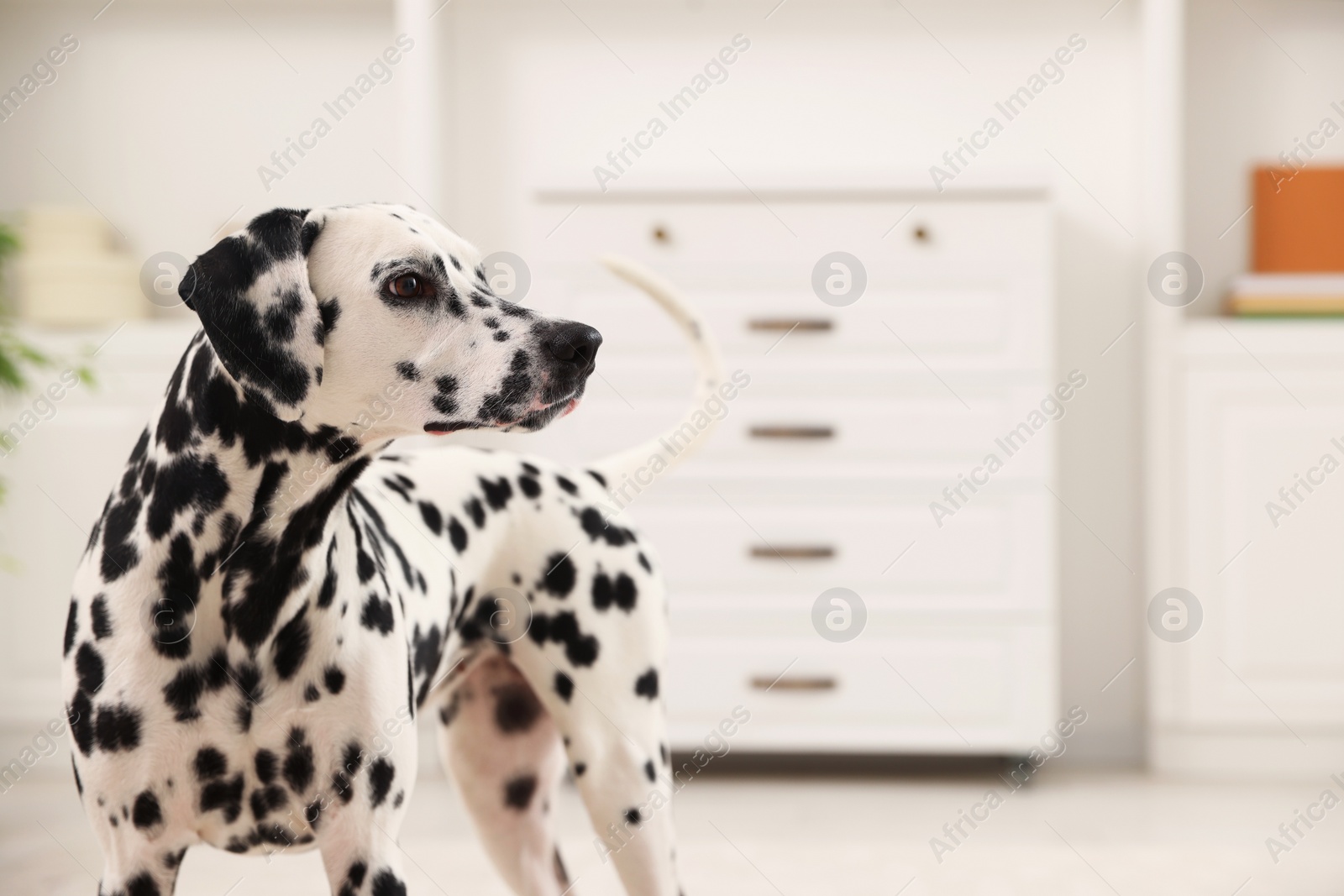 Photo of Adorable Dalmatian dog indoors, space for text. Lovely pet