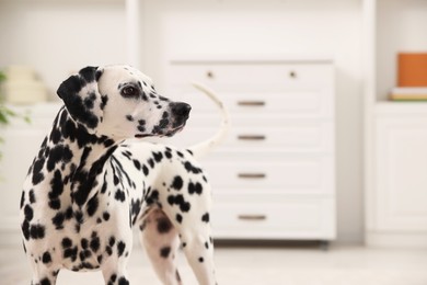 Photo of Adorable Dalmatian dog indoors, space for text. Lovely pet