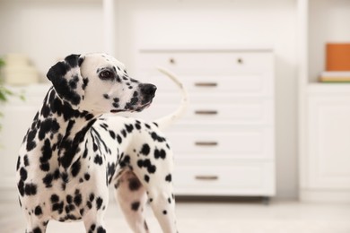 Adorable Dalmatian dog indoors, space for text. Lovely pet