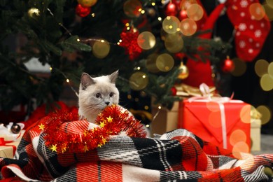 Cute cat on plaid under Christmas tree at home