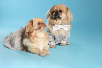 Photo of Cute Pekingese dogs in pet clothes on light blue background. Space for text